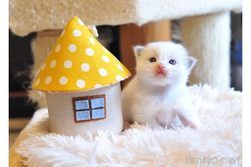 販売中の埼玉県のラグドール-117453の6枚目